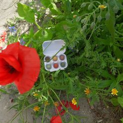 originele weggeefcadeautjes, brievenbuscadeau natuur