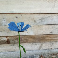 tuinsteker blauwe bloem anemoon