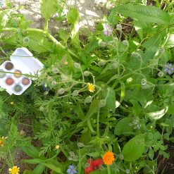 originele weggeefcadeautjes, brievenbuscadeau natuur