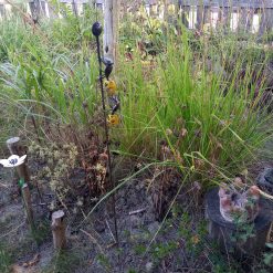 tuindecoratie dieren, metalen dieren tuinsteker, beeld mieren