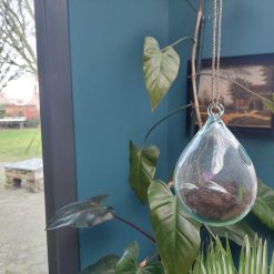glazen plantenhanger, hangpot glazen bol, druppel glas voor plant, plantenpot van glas, pot voor luchtplanten