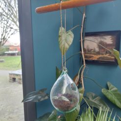 glazen plantenhanger, hangpot glazen bol, druppel glas voor plant, plantenpot van glas, pot voor luchtplanten