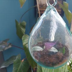 glazen plantenhanger, hangpot glazen bol, druppel glas voor plant, plantenpot van glas, pot voor luchtplanten