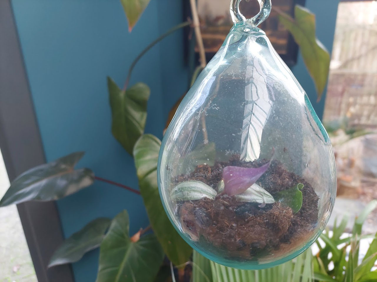 glazen plantenhanger, hangpot glazen bol, druppel glas voor plant, plantenpot van glas, pot voor luchtplanten