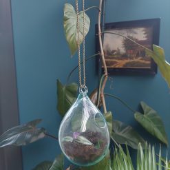 glazen plantenhanger, hangpot glazen bol, druppel glas voor plant, plantenpot van glas, pot voor luchtplanten