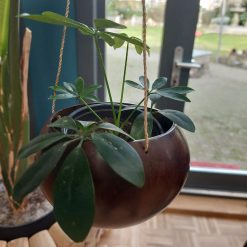 kokosnootbast hanger, bakje kokosnoot, plantenhanger kokosnoot, kokosbast hanger