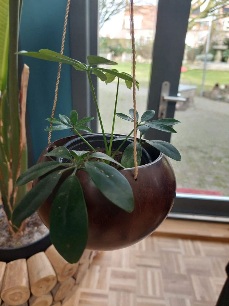 kokosnootbast hanger, bakje kokosnoot, plantenhanger kokosnoot, kokosbast hanger