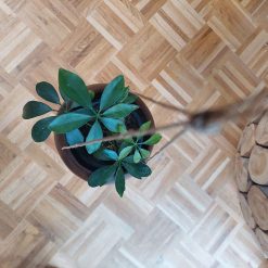 kokosnootbast hanger, bakje kokosnoot, plantenhanger kokosnoot, kokosbast hanger