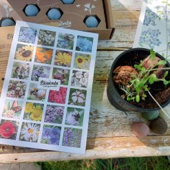 Blossombs giftset, blossombs geluk is een tuintje vol bloemen, cadeau door de brievenbus, bloemzaden mix cadeau, cadeau voor moeder